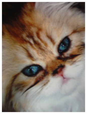 l'éducation du chaton